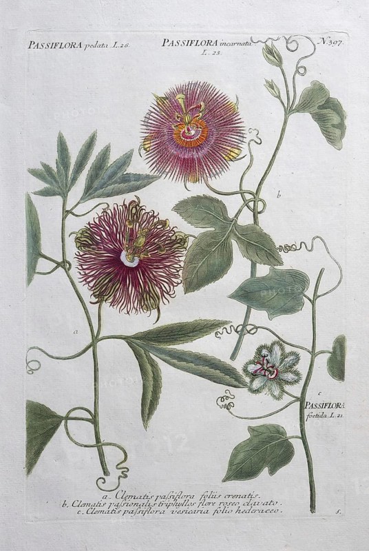Passion flower, clematis passiflora and passiflora incarnata, hand-colored mezzotinto copper engraving from Phytanthoza iconographica by Johann Wilhelm Weinmann, executed by Bartholomäus Seutter, Johann Jakob Haid and Johann Elias Ridinger, Regensburg 1734-1745