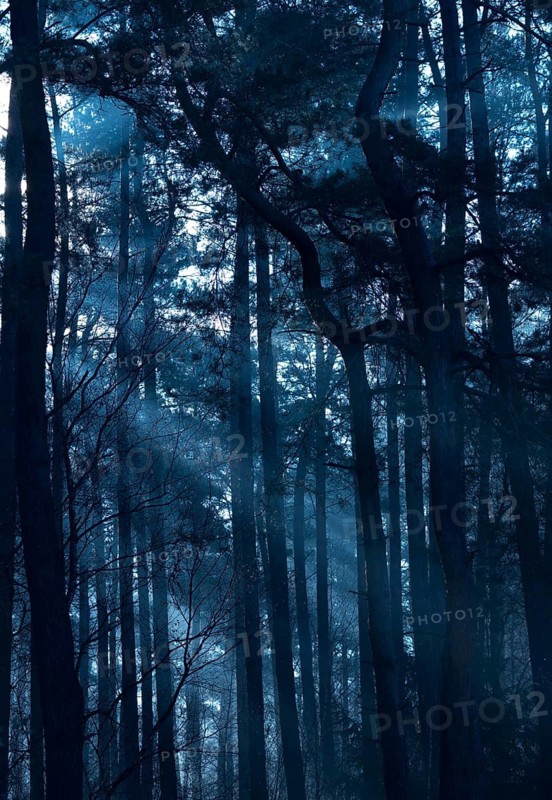 Mysterious nocturnal forest with deep shadows in bluish light, night forest, darkness, mystical atmosphere, fog, faint light, misty, gloomy, cool, frosty, silence, landscape, mood, hazy, rays of light, moonlight, haze, twilight, moon, glow, night, trees, spooky, darkness, nature, symbol fear, phobia, nightmare, uncertainty, tall trees, Scots pine (Pinus sylvestris), bent, twisted trunks, mixed forest, cool colours, nature, Lüneburg, Lower Saxony, Germany