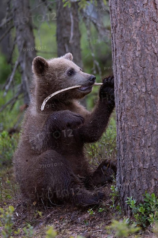 European brown bear, Karelia, Finland