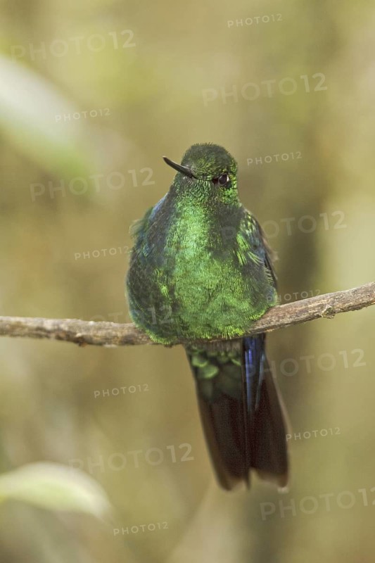 Great Sapphirewing (Pterophanes cyanopterus) male perched on a branch, Ecuador