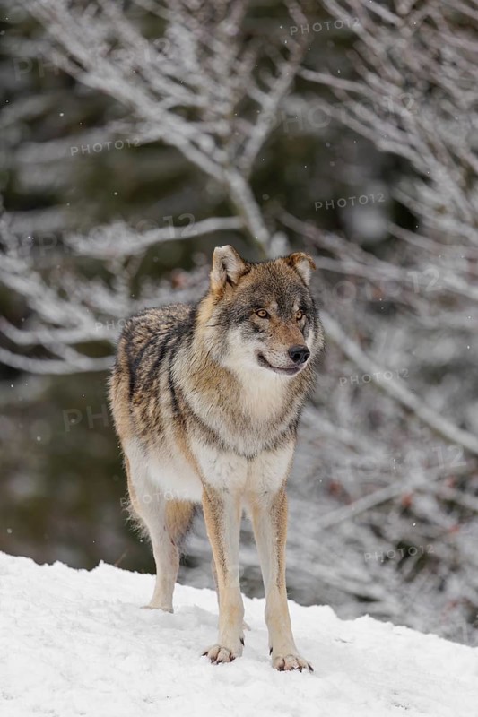 An adult male grey wolf (Canis lupus lupus) stands on a sloping, snow-covered meadow on a cold, cloudy day. A forest can be seen in the background