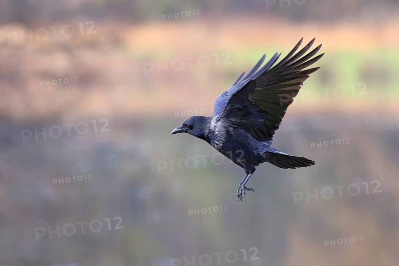 Rabenkrähe lat. Corvus corone, im Flug von der Seite über einem Gewässer