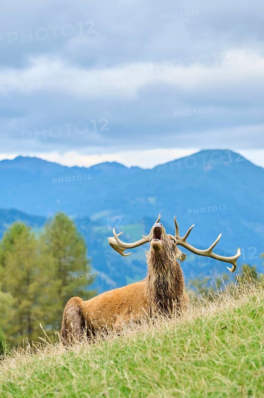 A deer with large antlers roaring while rutting season while resting on a grassy hill with mountains and a cloudy sky in the background, Red deer (Cervus elaphus), Wildpark Aurach, Austria