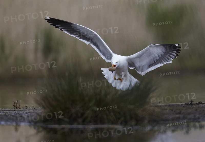 Lesser Black-backed Gull (Larus fuscus) flying, Schleswig-Holstein, Germany
