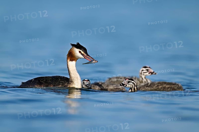 Great Crested Grebe (Podiceps Scalloped ribbonfish), feeding a chick with fish, swimming in the water, Lake Zug, Canton Zug, Switzerland