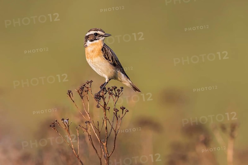Whinchat (Saxicola rubetra) male perched on a meadow plant, Poland
