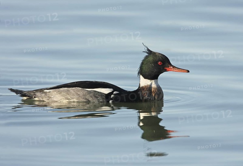 Red-breasted Merganser (Mergus serrator) male, Ohio, USA