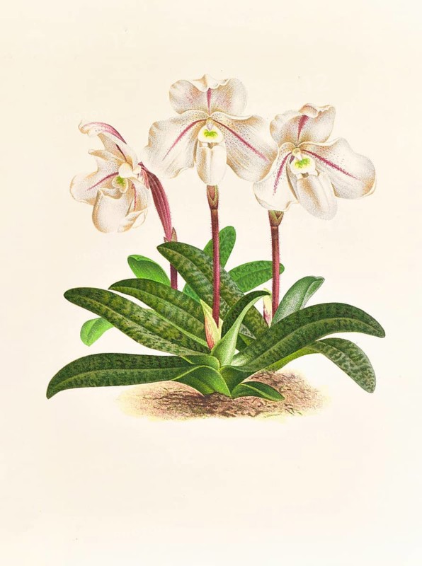 Orchid, Cypripedium microchilum, authentic reproduction of an illustration by Jean Jules Linden (1817 - 1898), Luxembourgish-Belgian botanist, one of the fathers of orchid research, Historical