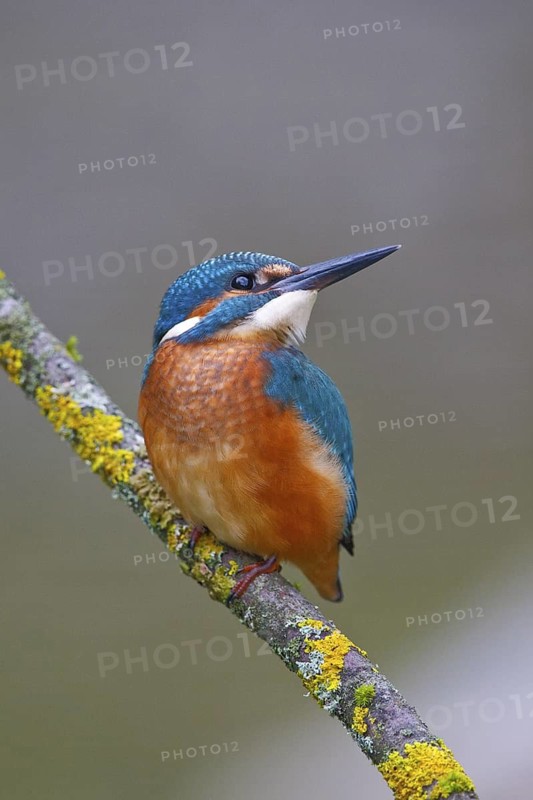 Common Kingfisher (Alcedo atthis) juvenile, Austria