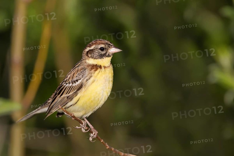 Yellow-breasted Bunting - Weidenammer - Emberiza aureola ssp. aureola, Russia, 1st S male