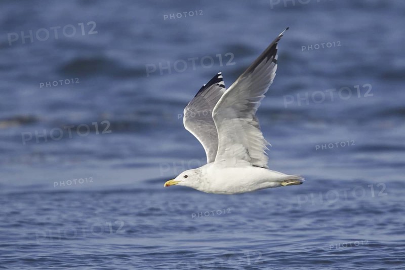 California Gull (Larus californicus), Washington, USA