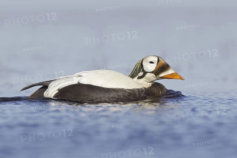 Spectacled Eider (Somateria fischeri) male, Alaska, USA