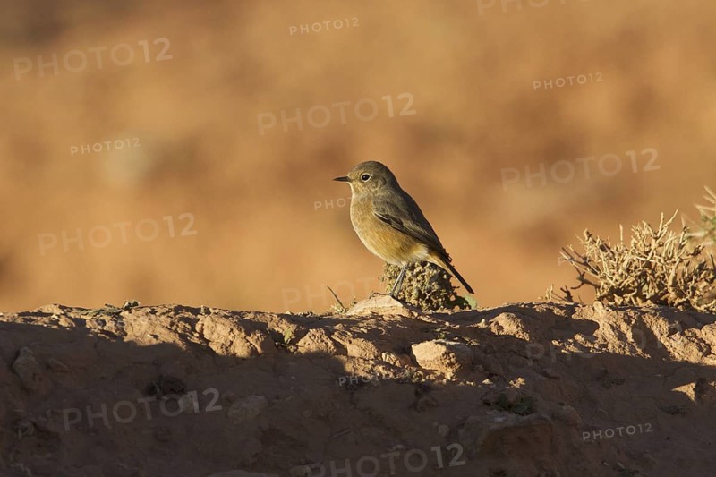 Moussier's Redstart (Phoenicurus moussieri) female, Morocco