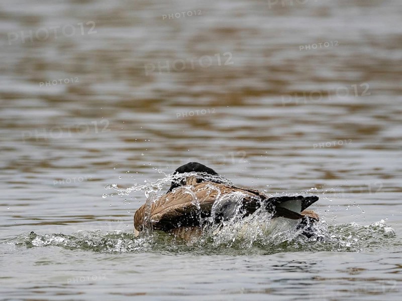 A Canada goose bathing, Ümminger See, Bochum, North Rhine-Westphalia, Germany