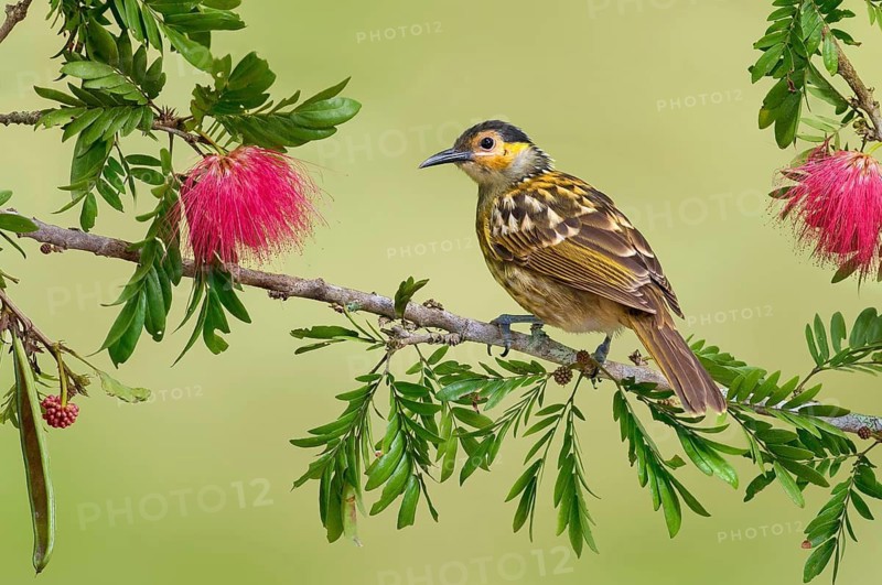 Macleay's Honeyeater (Xanthotis macleayanus), Queensland, Australia
