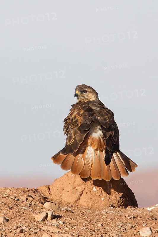 Long-legged Buzzard (Buteo rufinus cirtensis), Morocco