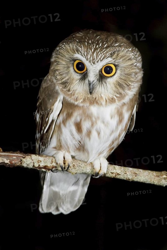 Northern Saw-whet Owl (Aegolius acadicus), British Columbia, Canada
