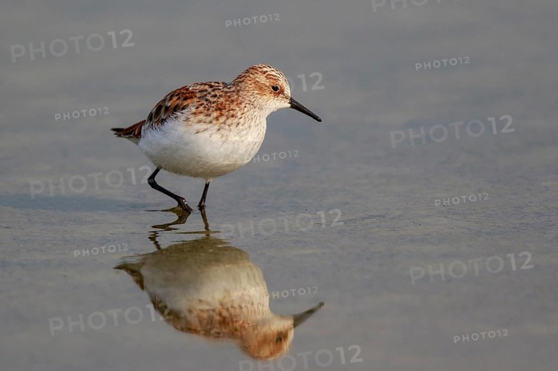 Little Stint (Calidris minuta) foraging, Greece