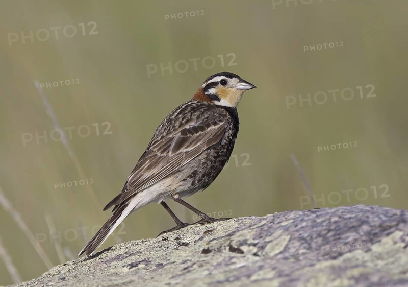 Chestnut-collared Longspur (Calcarius ornatus), Montana, USA