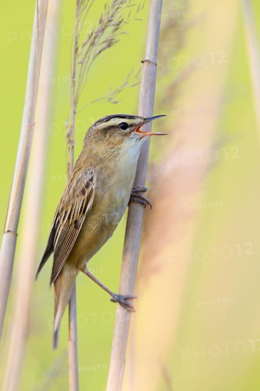 Schilfrohrsänger, Sedge Warbler, Acrocephalus schoenobaenus, Phragmite des joncs, Carricerín Común