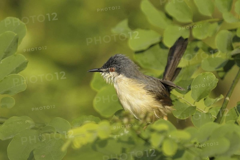 Ashy Prinia (Prinia socialis), Goa, India