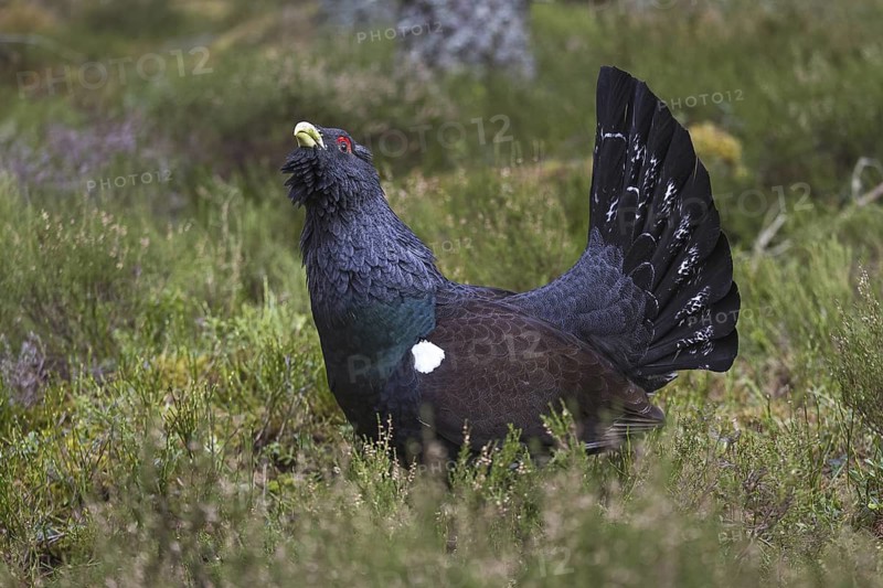 Western Capercaillie (Tetrao urogallus) male, Scotland, United Kingdom