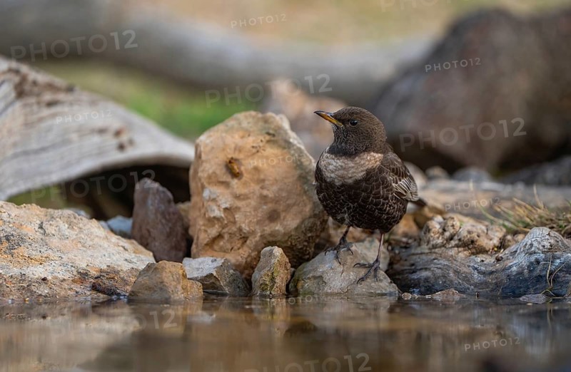 A ring ouzel perched elegantly among scattered rocks next to a small water body, demonstrating its distinctive plumage in a natural setting