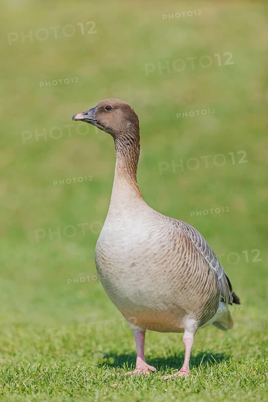 Pink-footed Goose (Anser brachyrhynchus), Baden-Wuerttemberg, Germany, Germany