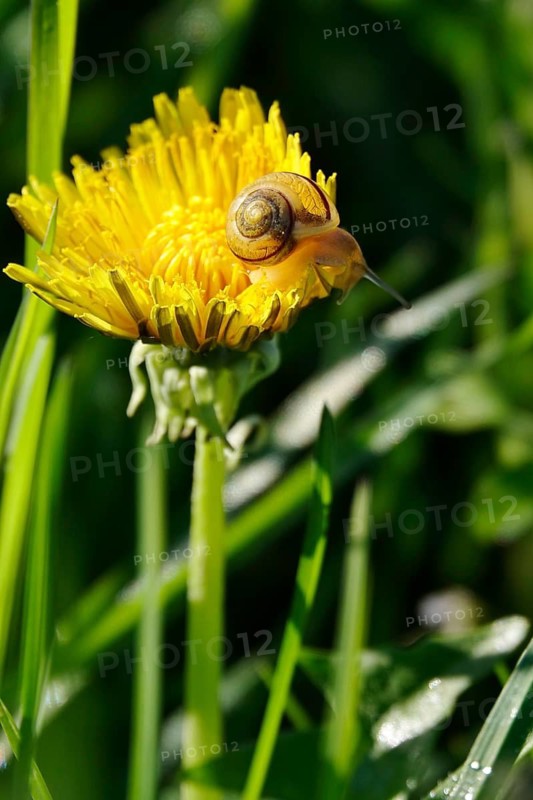 Dandelion flower with small snail, spring, Germany