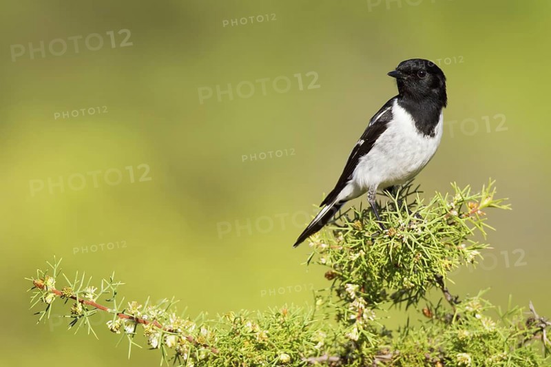 Hooded Robin (Melanodryas cucullata), Western Australia, Australia