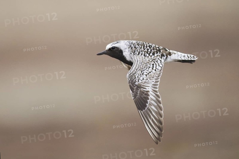 Grey Plover (Pluvialis squatarola) male flying, Alaska, USA
