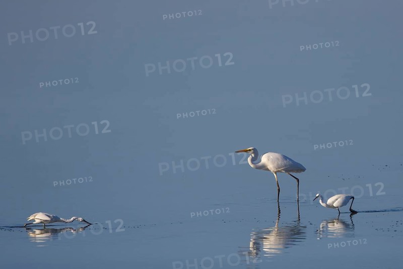 Little Egret & Great Egret (Egretta garzetta & Ardea alba) foraging, Greece