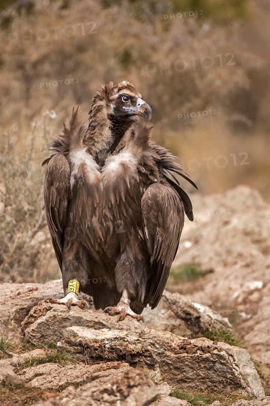 Cinereous Vulture (Aegypius monachus), Catalonia, Spain