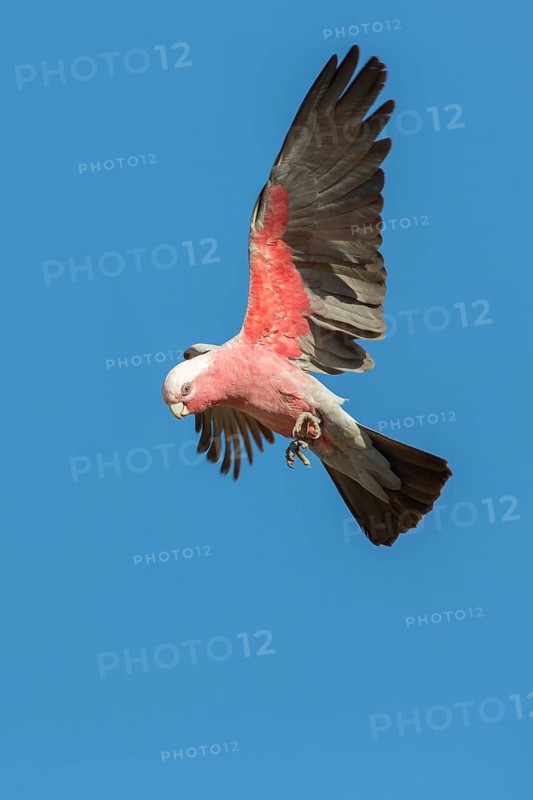Galah (Eolophus roseicapilla kuhli) flying, Queensland, Australia
