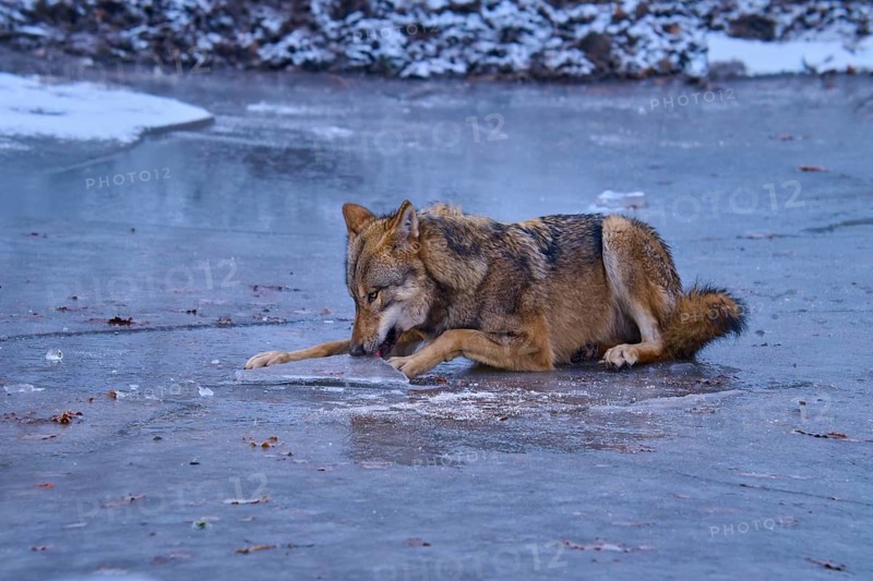 A wolf examines the icy surface of a snow-covered lake in winter, Winter, Wolf (Canis lupus), Germany