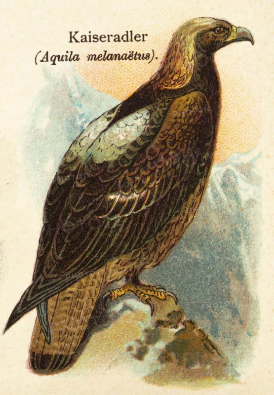 Imperial Eagle (Aquila melanaetus) or (Aquila heliaca) historical illustration, World of Birds 1890