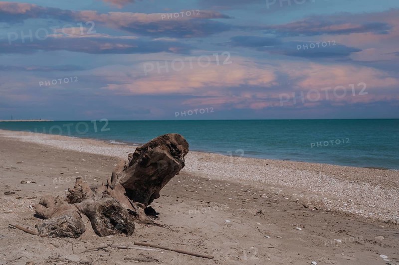A large weathered tree trunk rests on the sandy shore of Marche Beach, with the calm Adriatic Sea and a pastel sunset sky creating a peaceful coastal scene