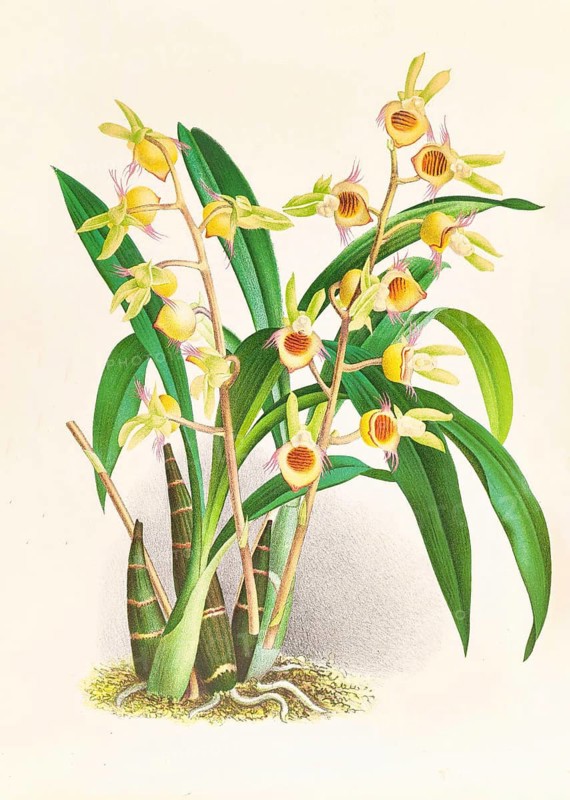 Orchid, Catasetum Discolor, authentic reproduction of an illustration by Jean Jules Linden (1817 - 1898), Luxembourgish-Belgian botanist, one of the fathers of orchid research, Historical