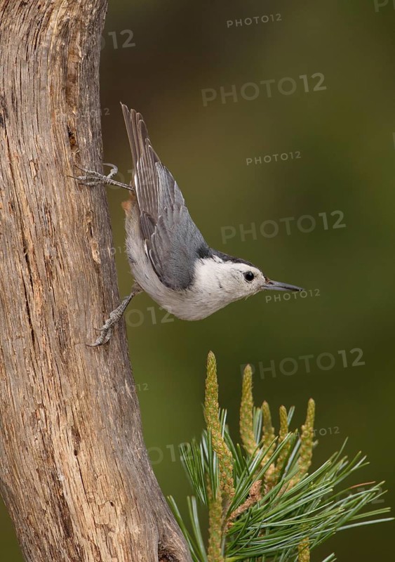White-breasted Nuthatch (Sitta carolinensis) climbs down a tree, Arizona, USA