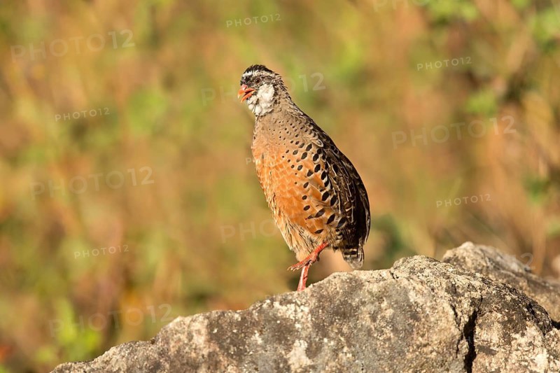 Painted Bush Quail (Perdicula erythrorhyncha) calling from rock, Kerala, India