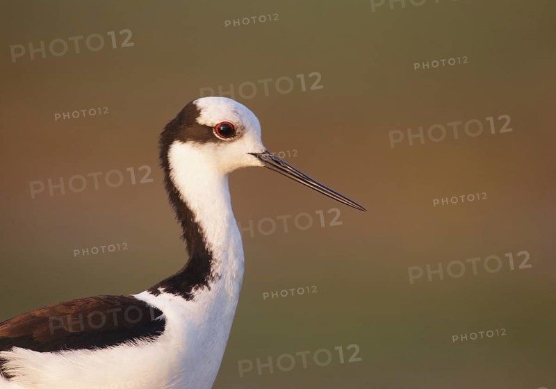 White-backed Stilt (Himantopus melanurus), Mato Grosso, Brazil