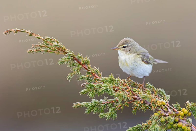 Fitis, Willow Warbler, Phylloscopus trochilus, Pouillot fitis, Mosquitero Musical