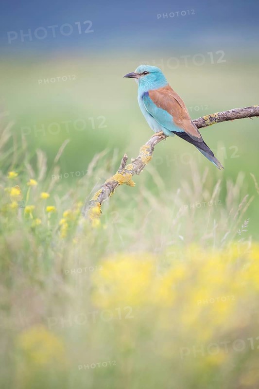European Roller (Coracias garrulus), Bulgaria