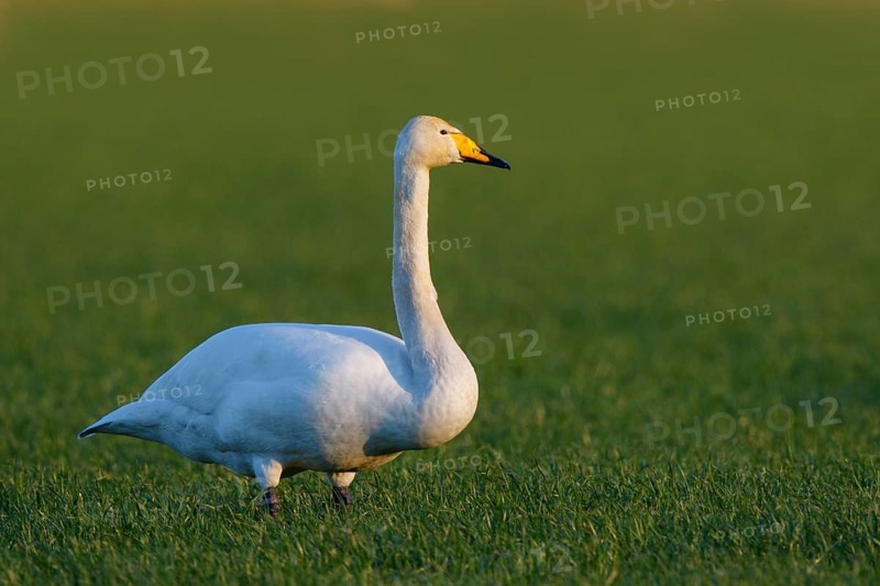Whooper Swan (Cygnus cygnus), North Rhine-Westphalia, Germany