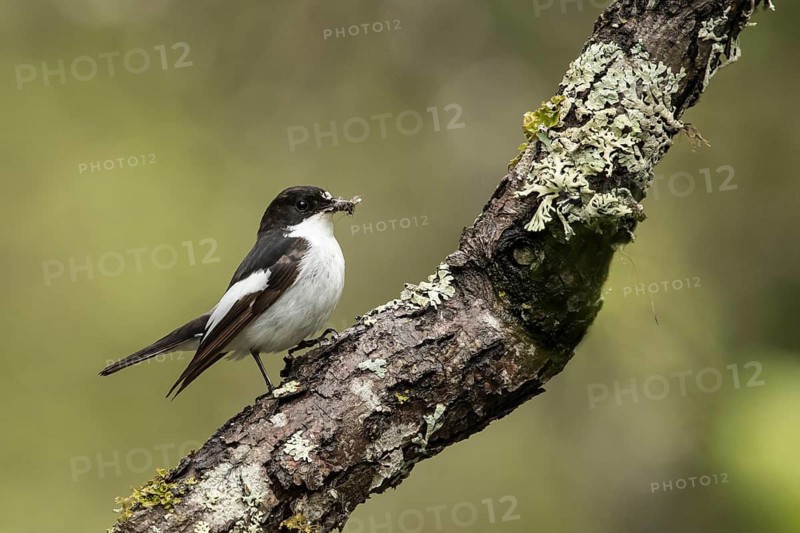 European Pied Flycatcher (Ficedula hypoleuca) male, Dalarna, Sweden