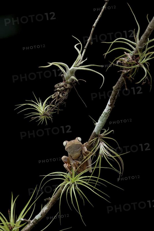 Gladiator tree frog on a bromeliad-laden branch near Carara National Park