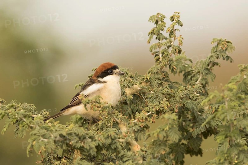Woodchat Shrike (Lanius senator) male, Gambia
