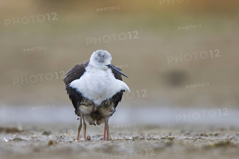 Black-winged Stilt (Himantopus himantopus) with chicks, North Rhine-Westphalia, Germany