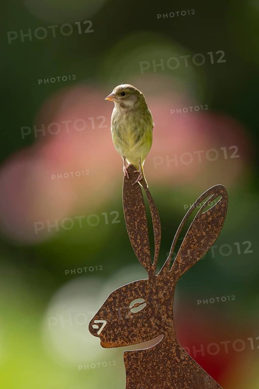 Eurasian greenfinch (Chloris chloris) adult garden bird on a metal hare sculpture in summer, England, United Kingdom