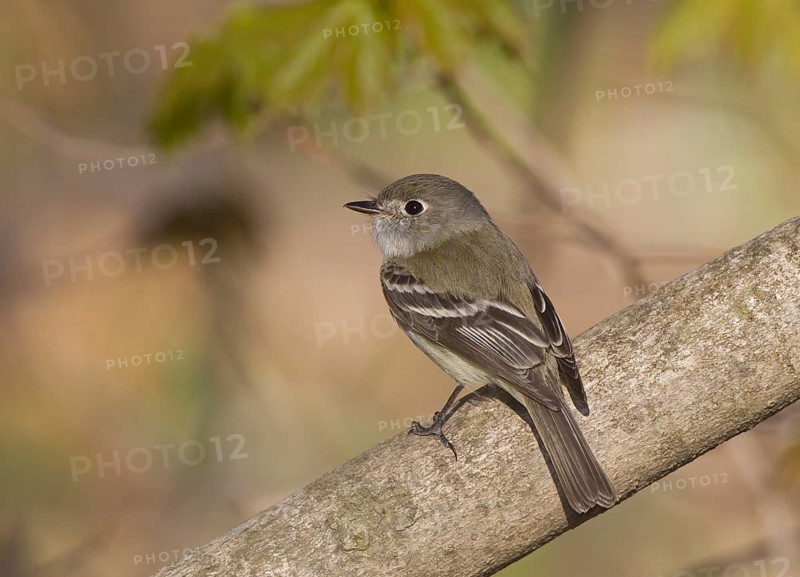 Least Flycatcher (Empidonax minimus), Michigan, USA
